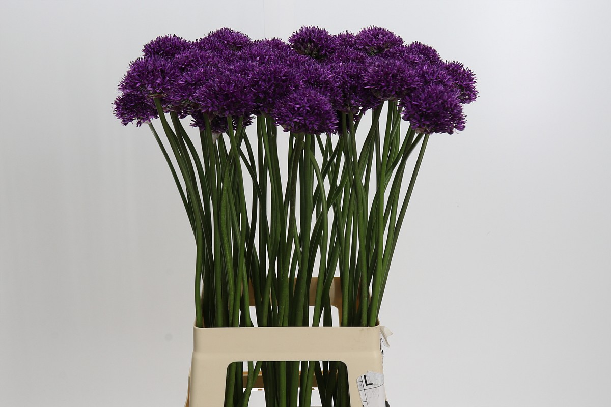 Allium Giganteum Morado
