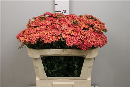 Achillea roja fresca
