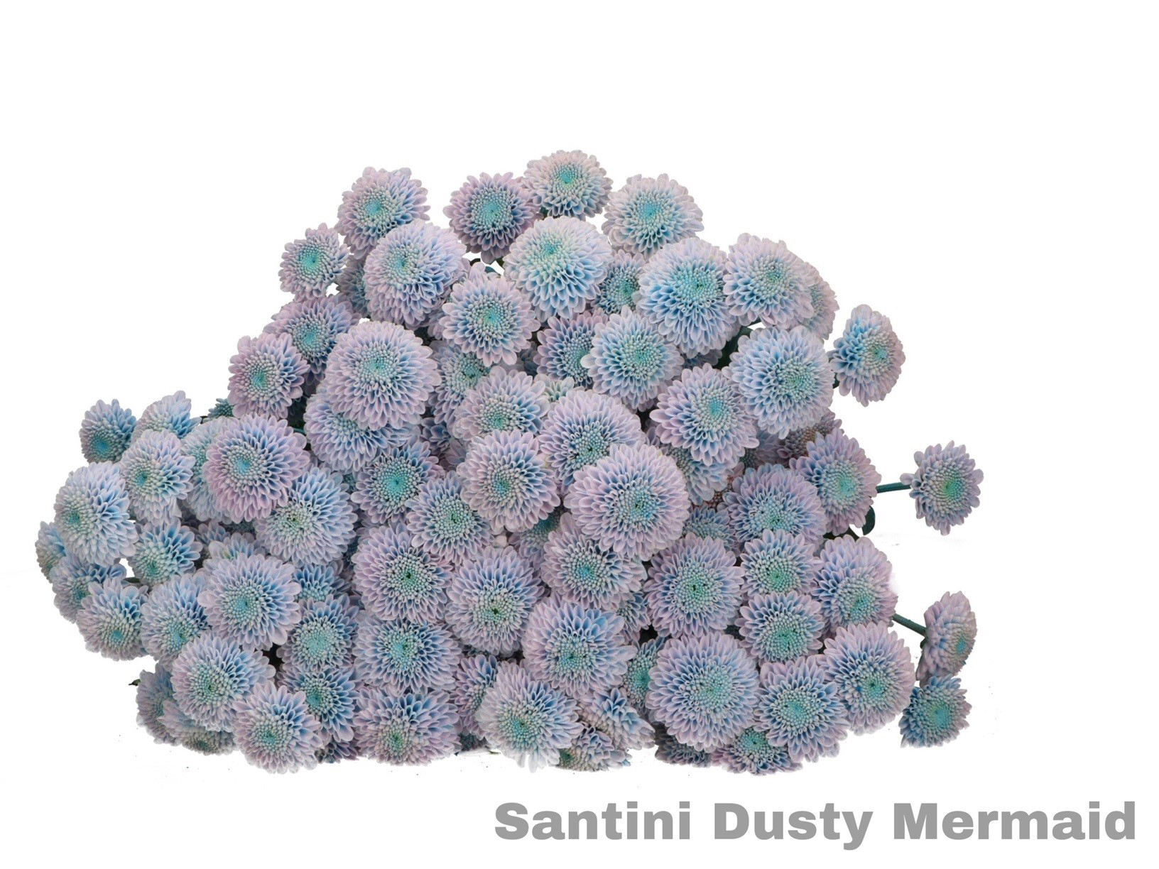 Santini Dusty Mermaid