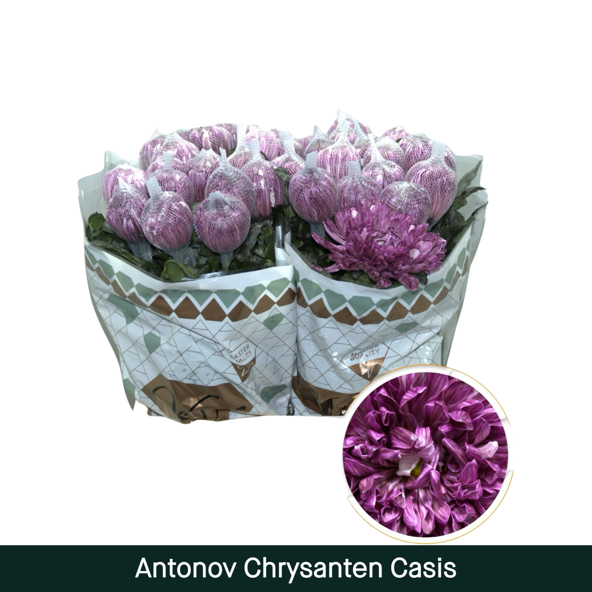 Chrysanten Antonov Casis