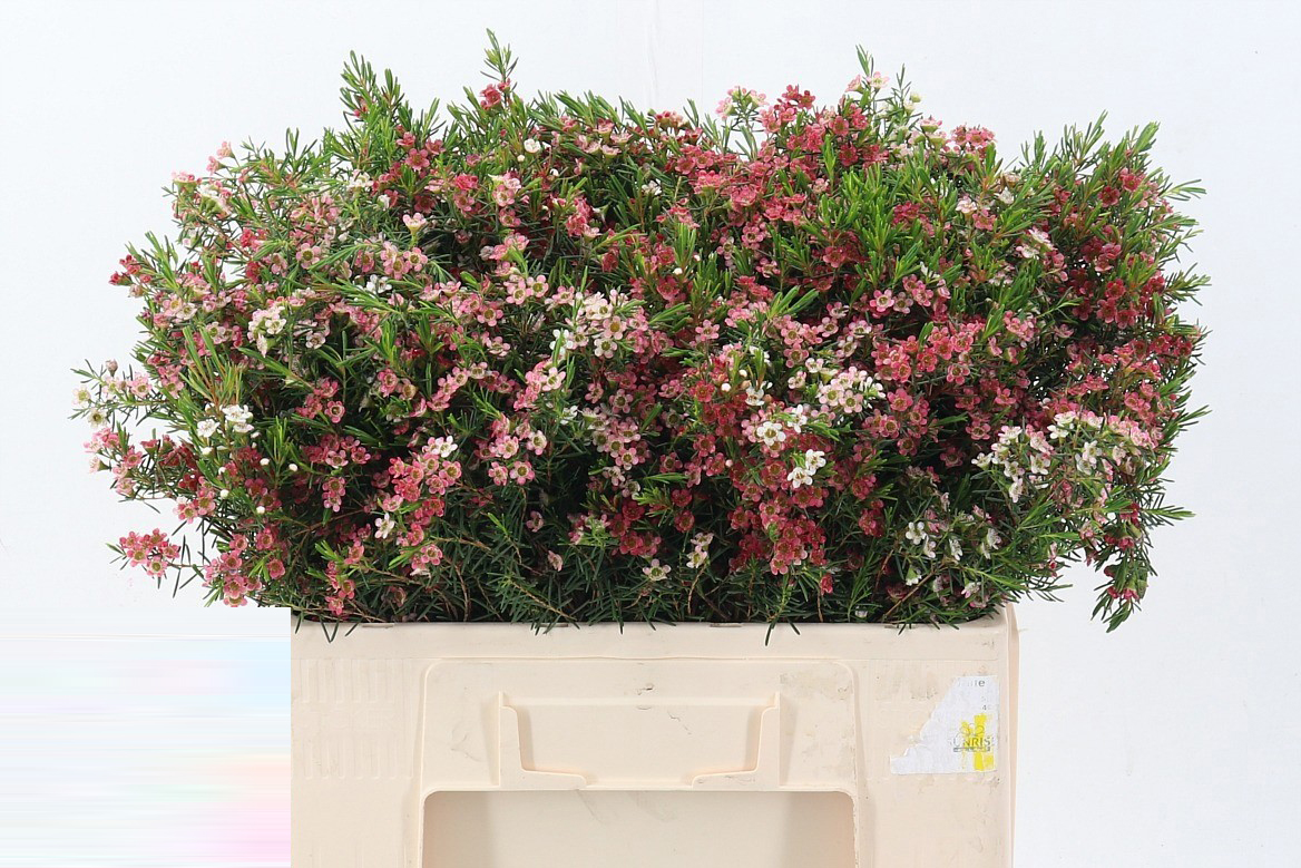 Flores de Waxflower Rosa