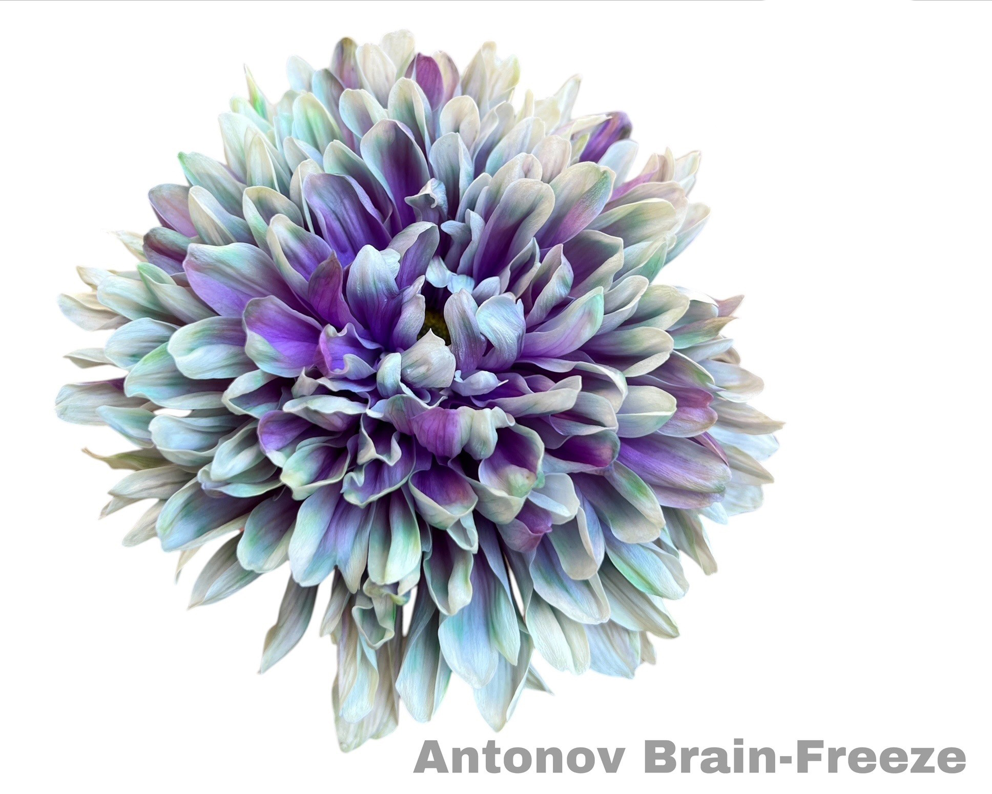 Dalia Antonov Brain-Freeze