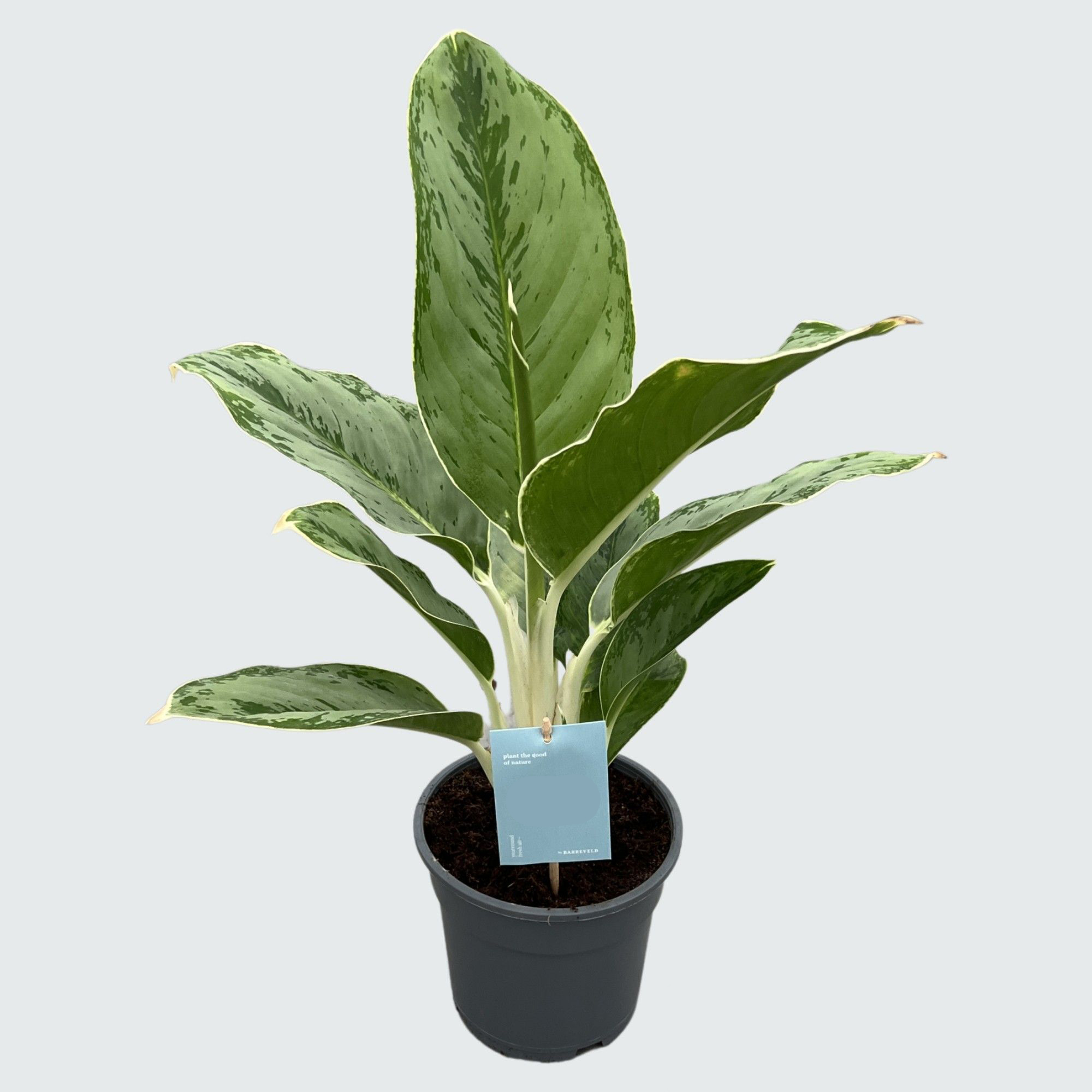 Planta Dieffenbachia