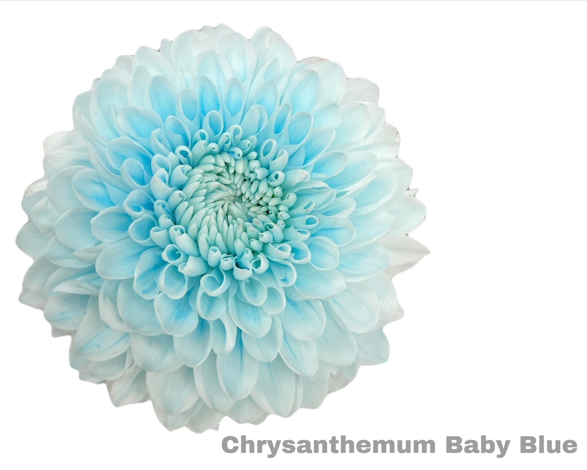 Crisantemo Baby Blue