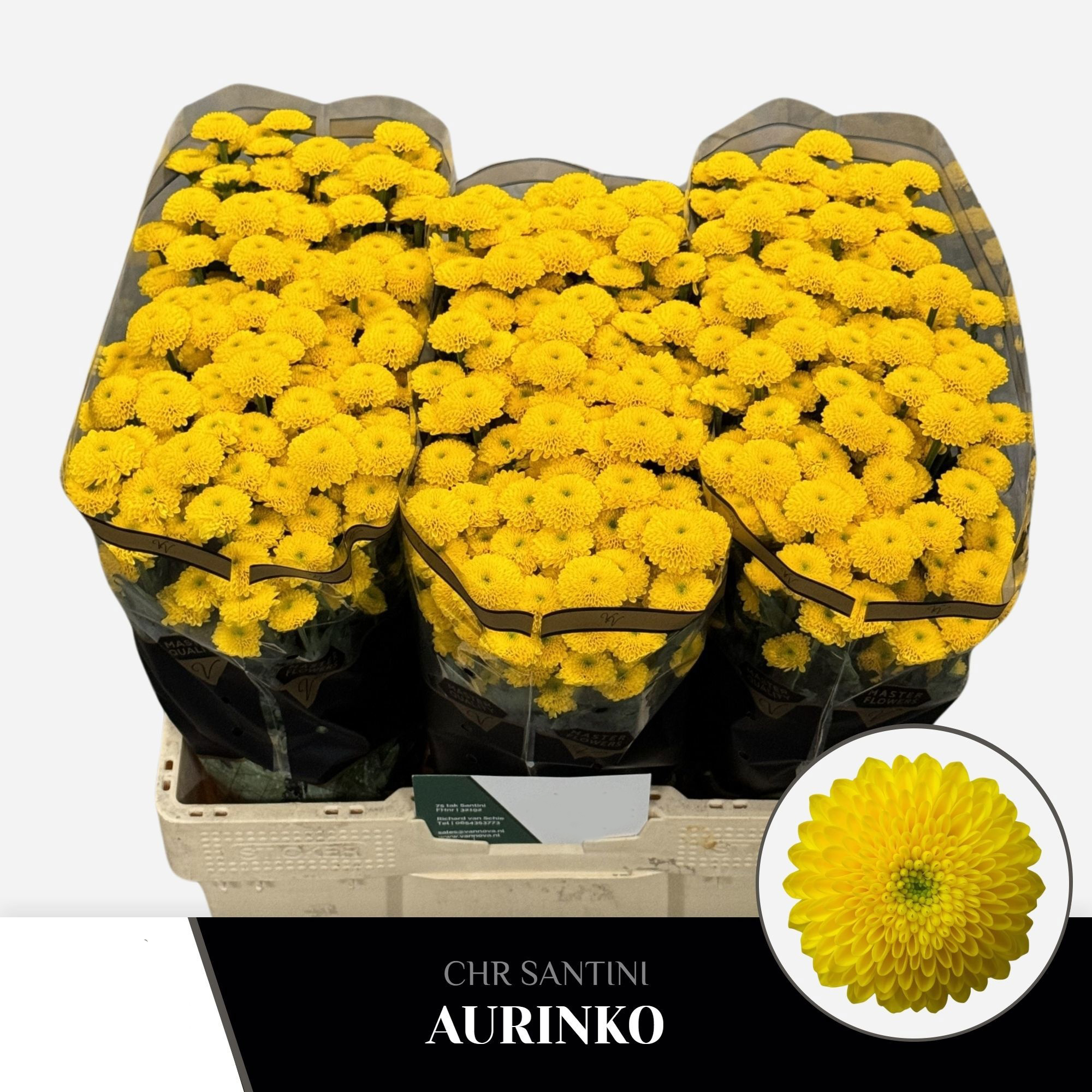Crisantemo Santini Aurinko