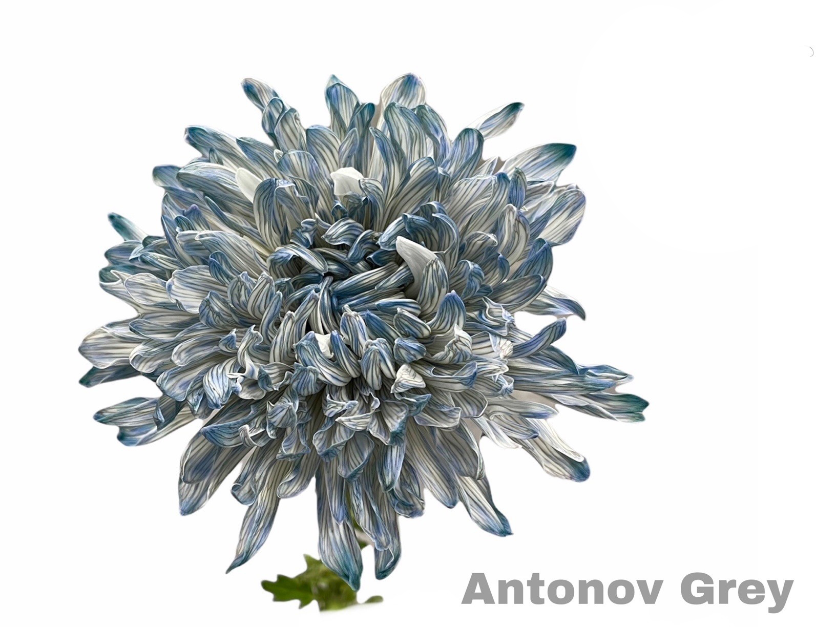 Crisantemo Antonov Grey