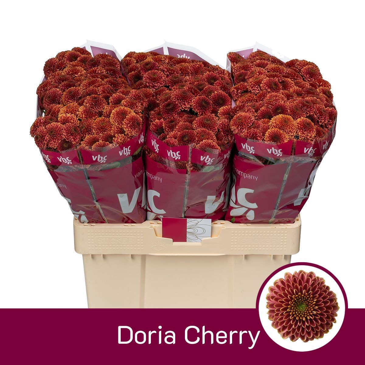 Crisantemo Doria Cherry