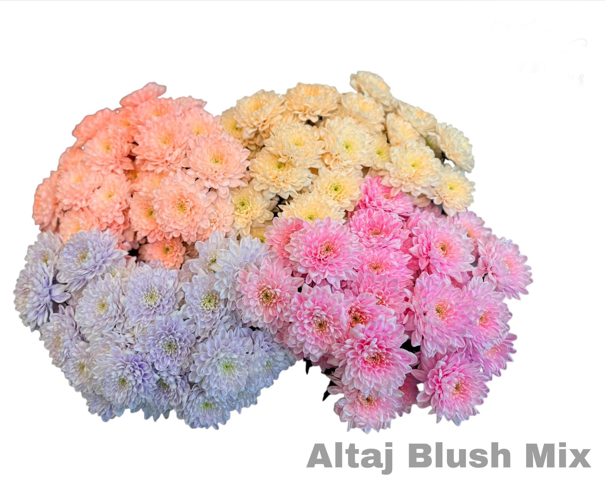 Ramo de crisantemos Altaj Blush Mix