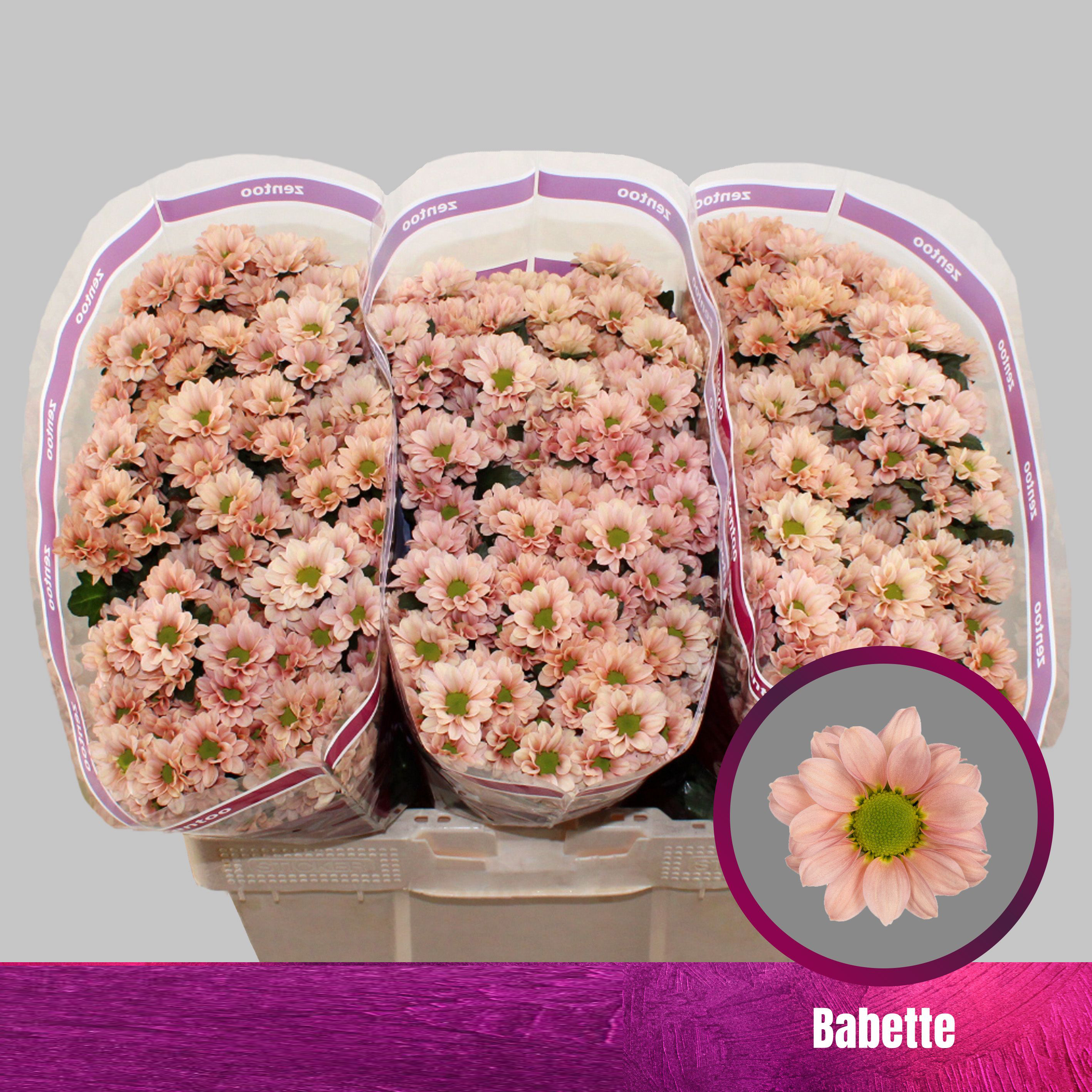 Ramo de crisantemos Babette