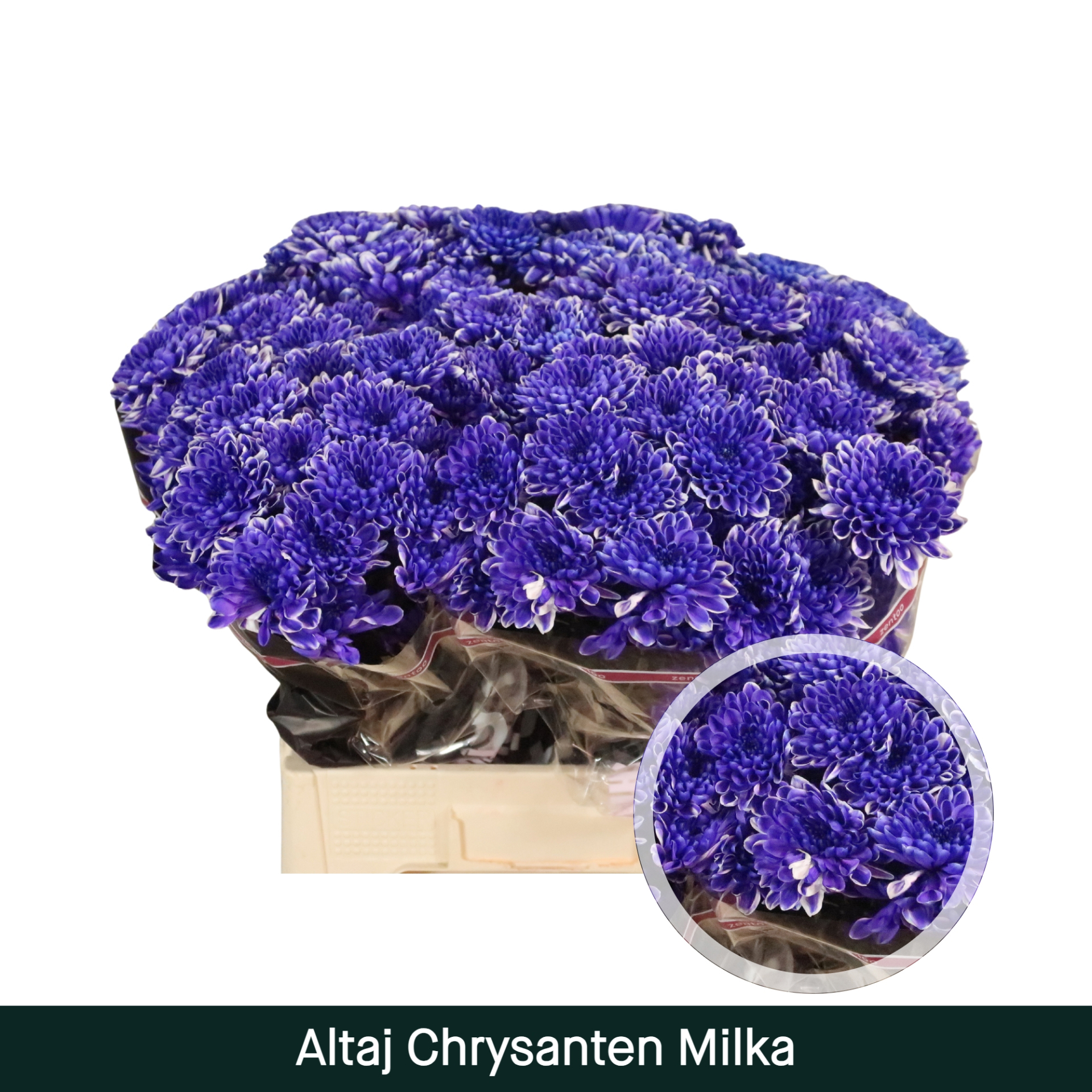 Crisantemo Altaj Milka