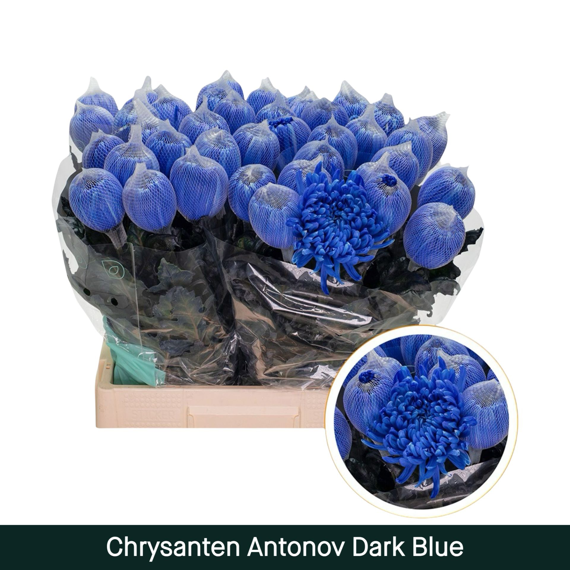 Crisantemo Antonov Azul Oscuro