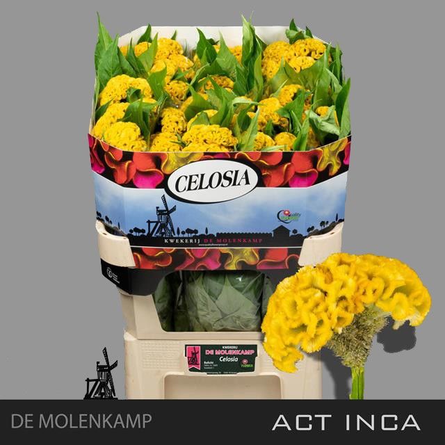 Celosia Amarilla