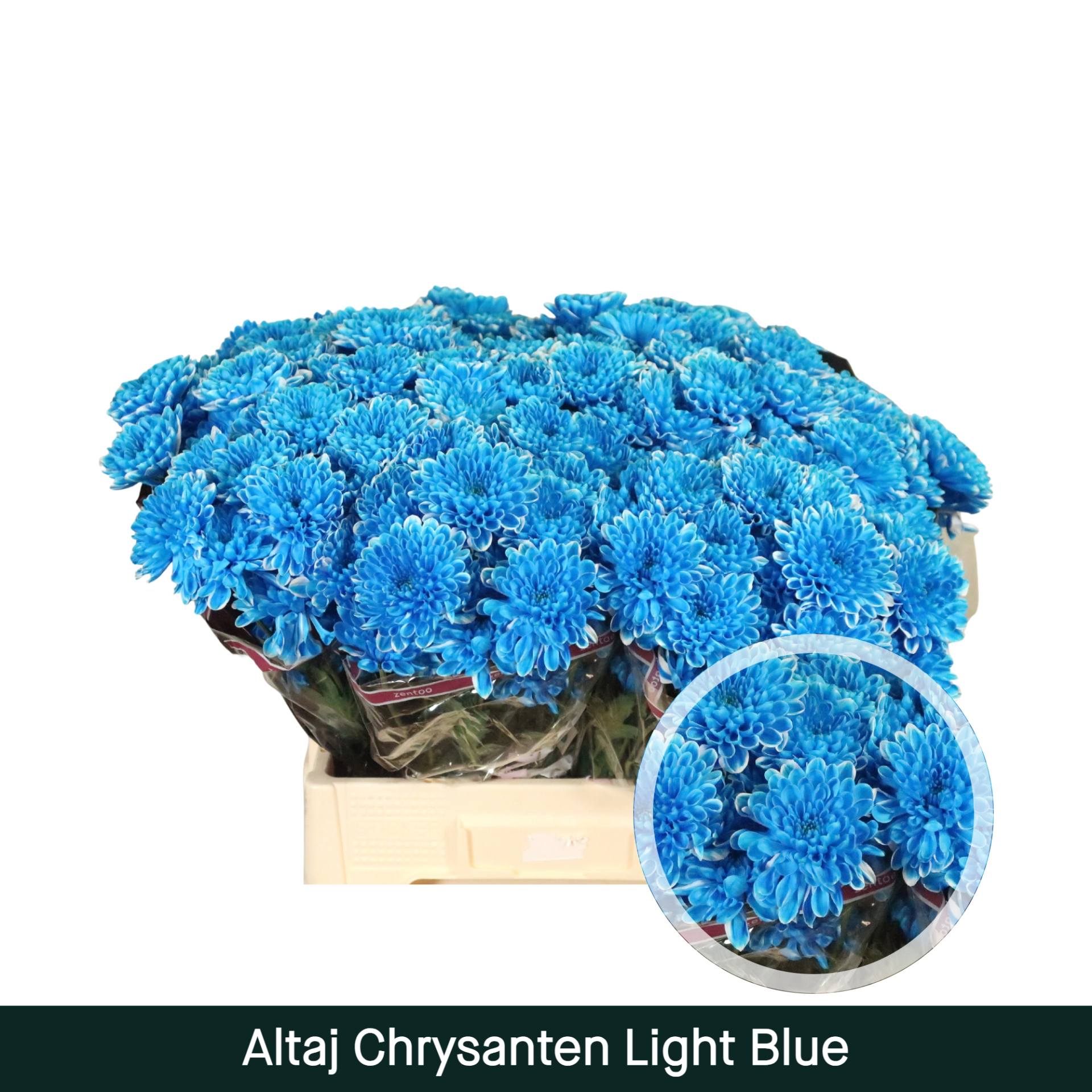 Crisantemo Altaj Azul Claro
