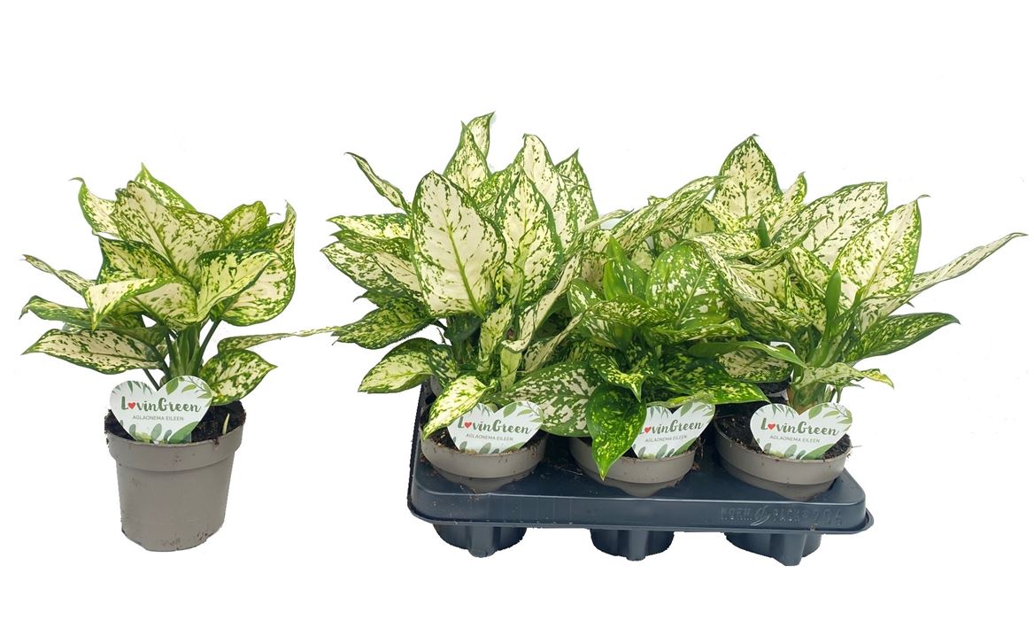 Planta de Aglaonema en Maceta