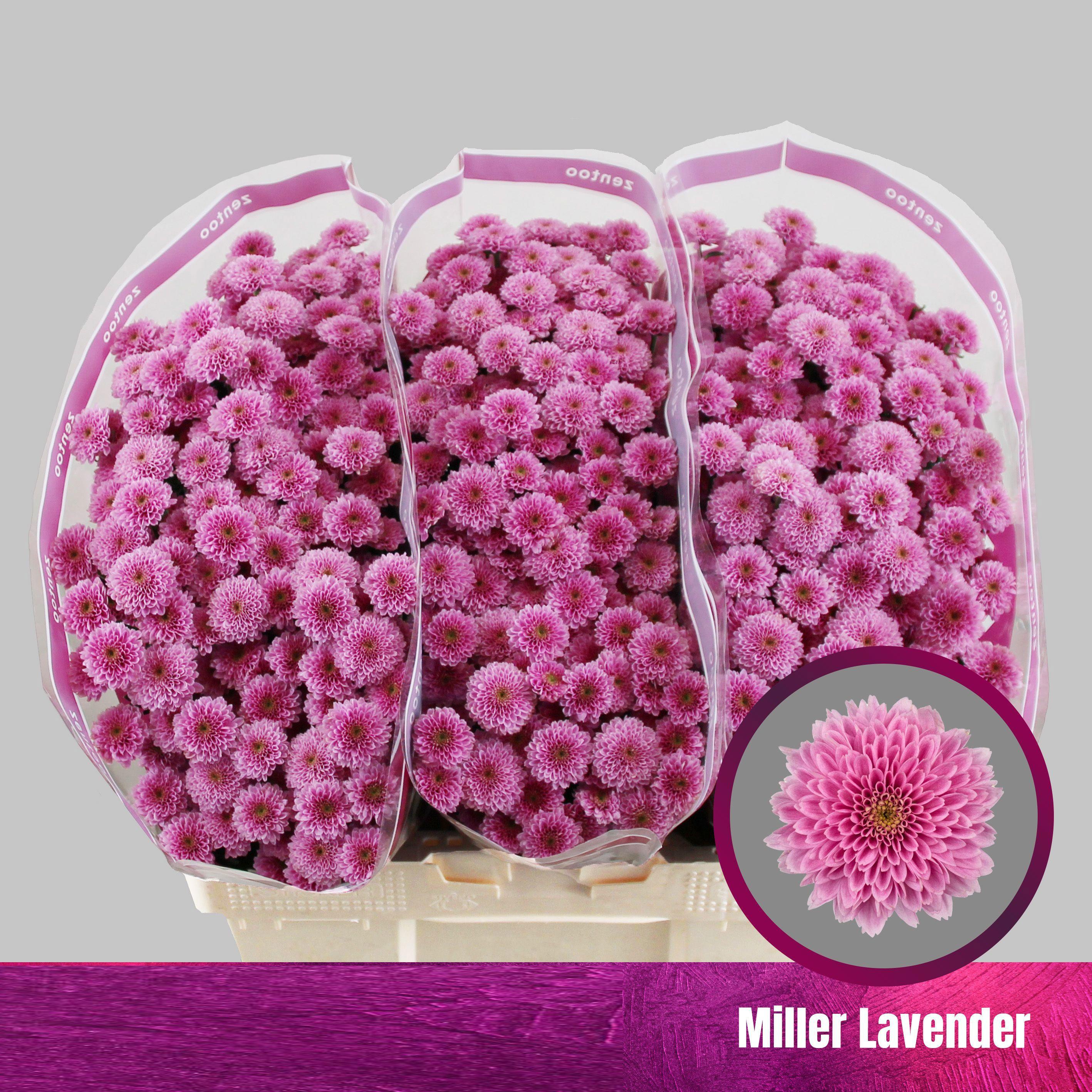 Crisantemo Miller Lavender