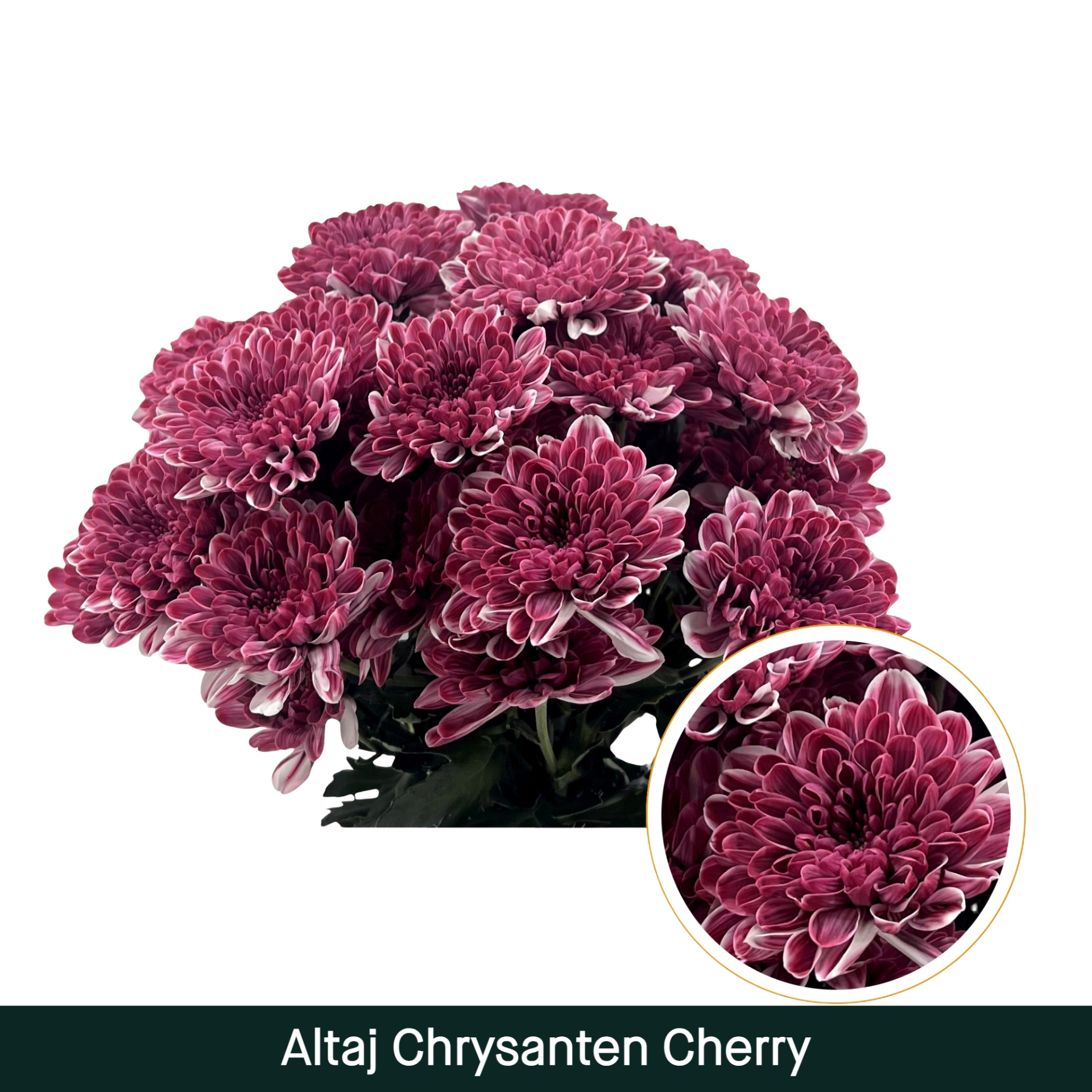 Crisantemo Altaj Cherry