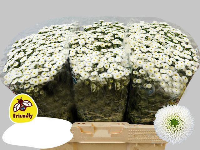 Crisantemo Blanco en Ramo