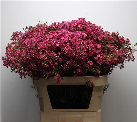 Ramos de Waxflower Rosa
