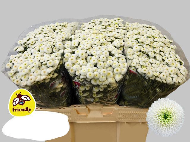 Crisantemo Blanco en Racimo