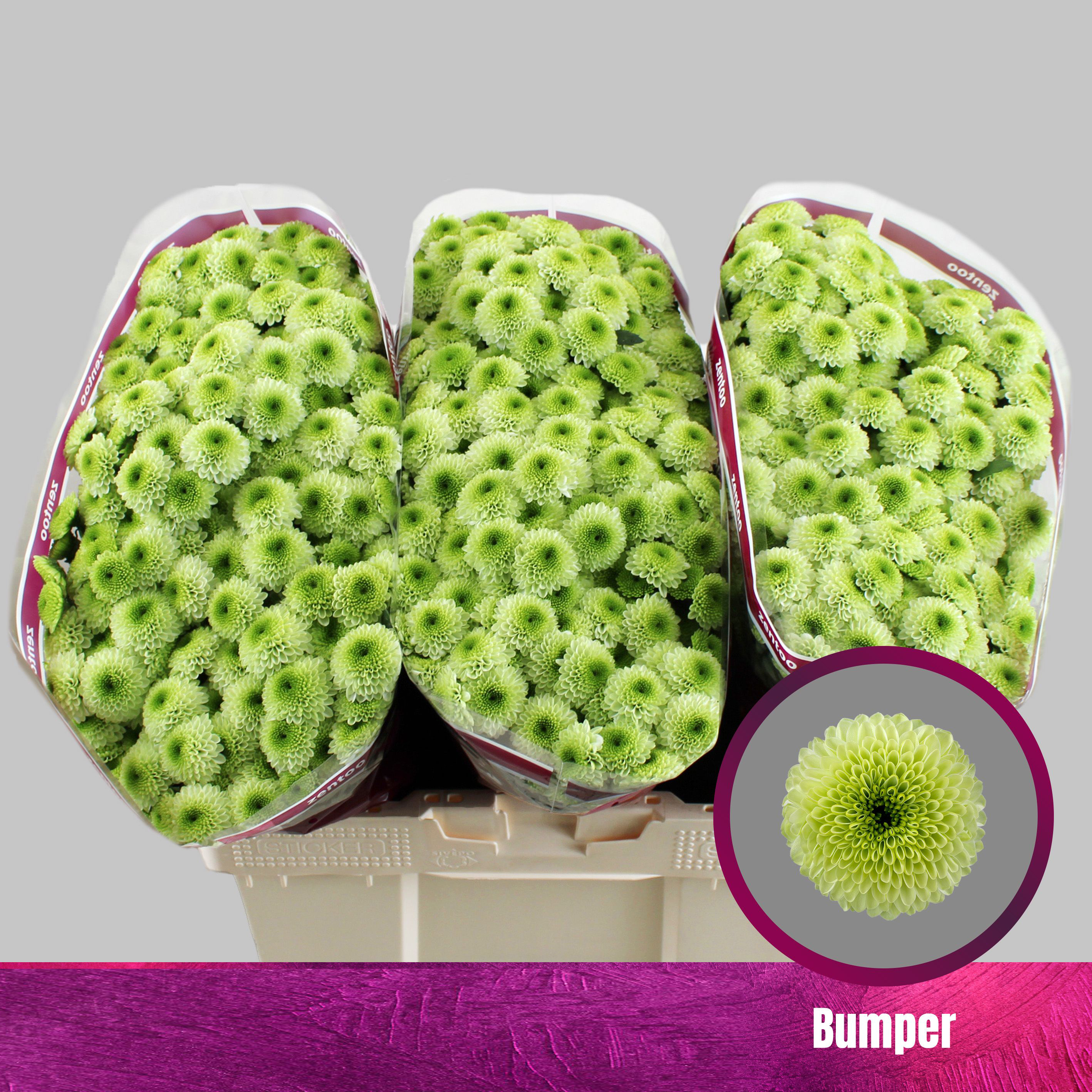 Crisantemo Verde Bumper
