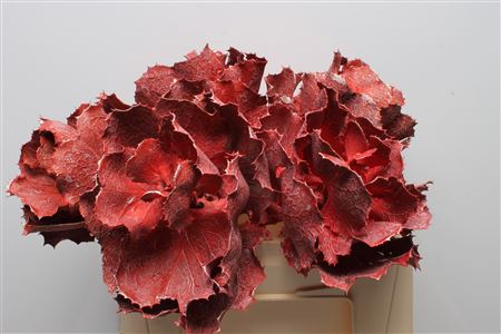 Lechuga ornamental roja