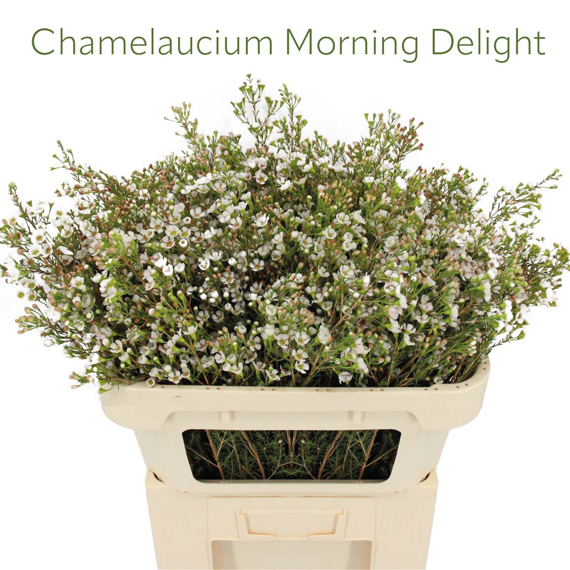 Chamelaucium Morning Delight