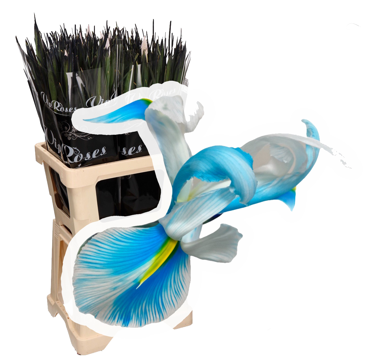 Iris Azul Fresco