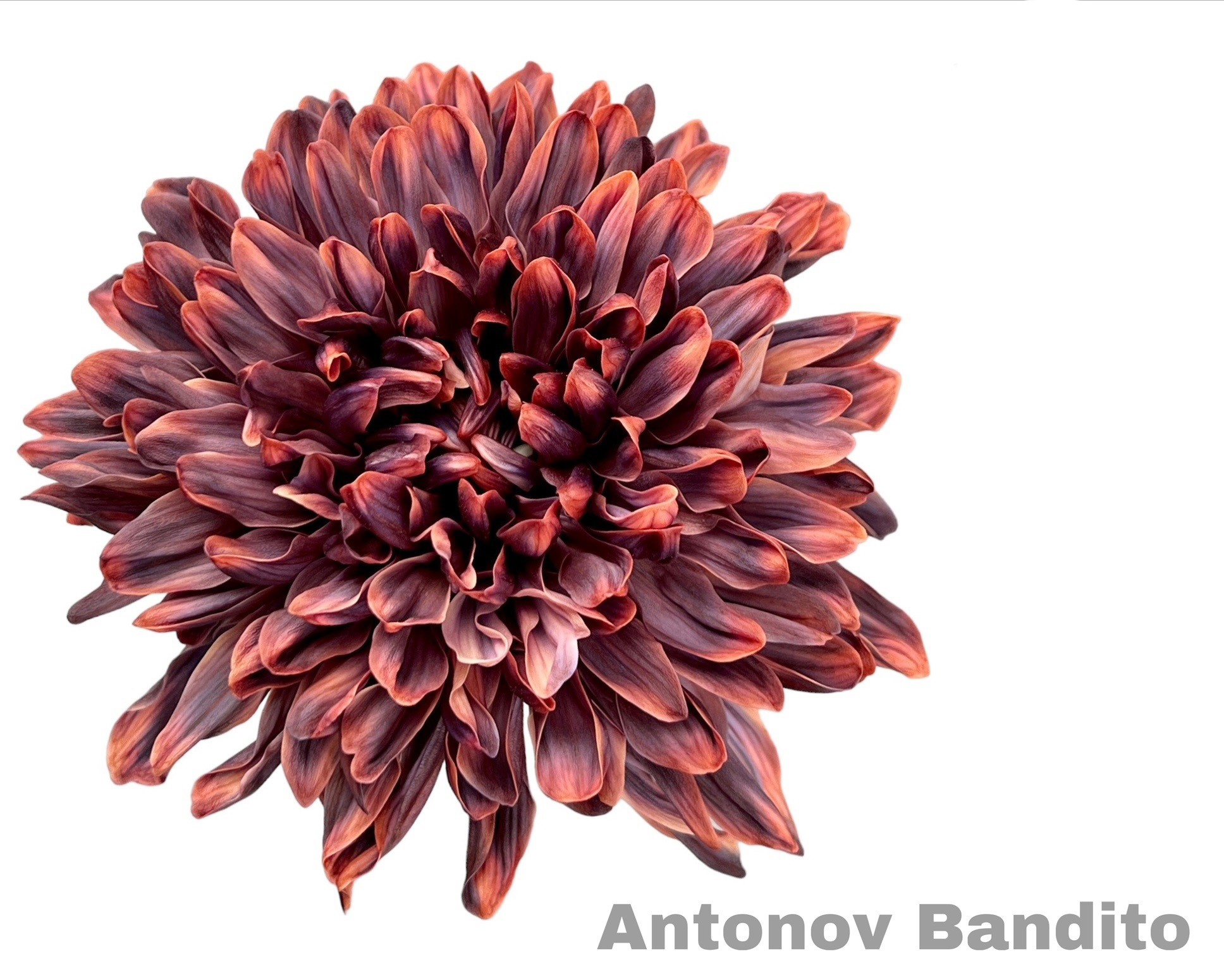 Crisantemo Antonov Bandito