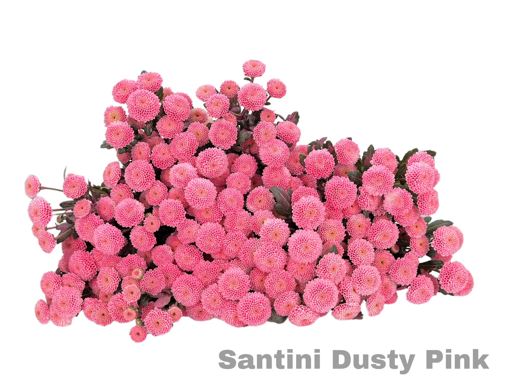 Santini Dusty Pink