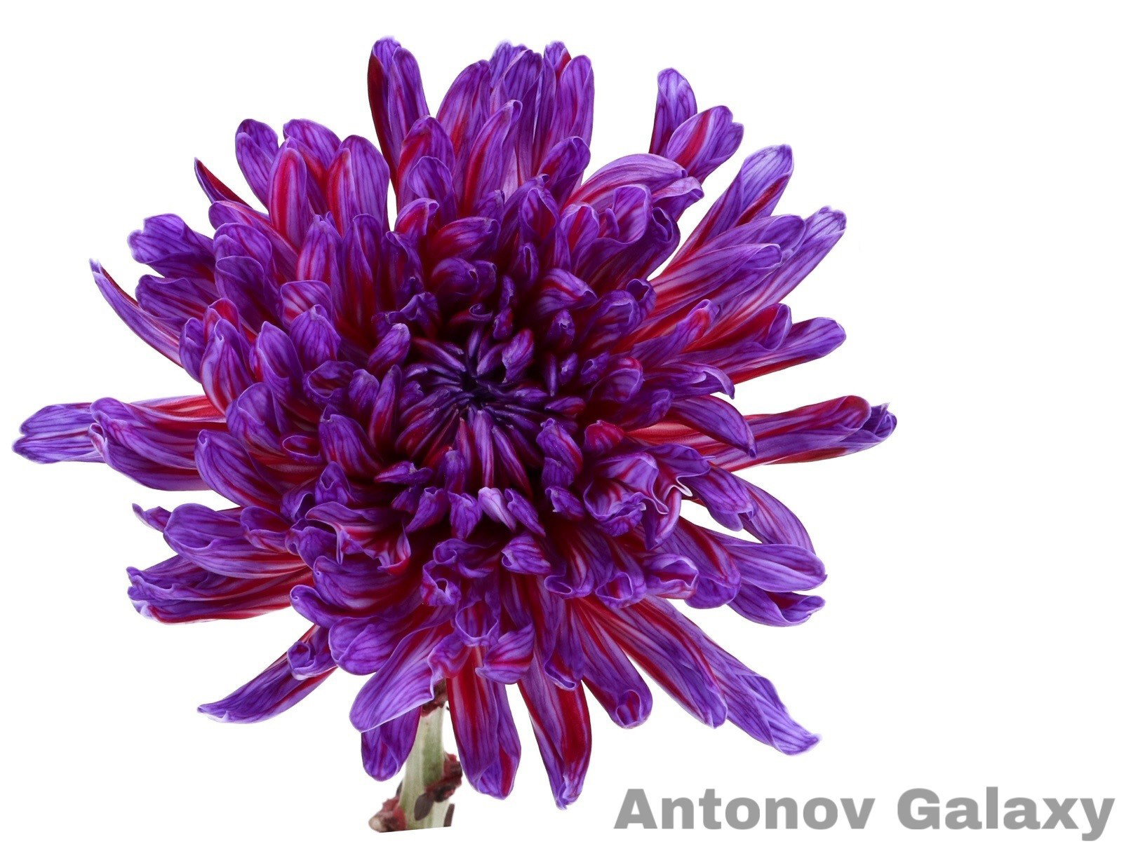 Crisantemo Antonov Galaxy