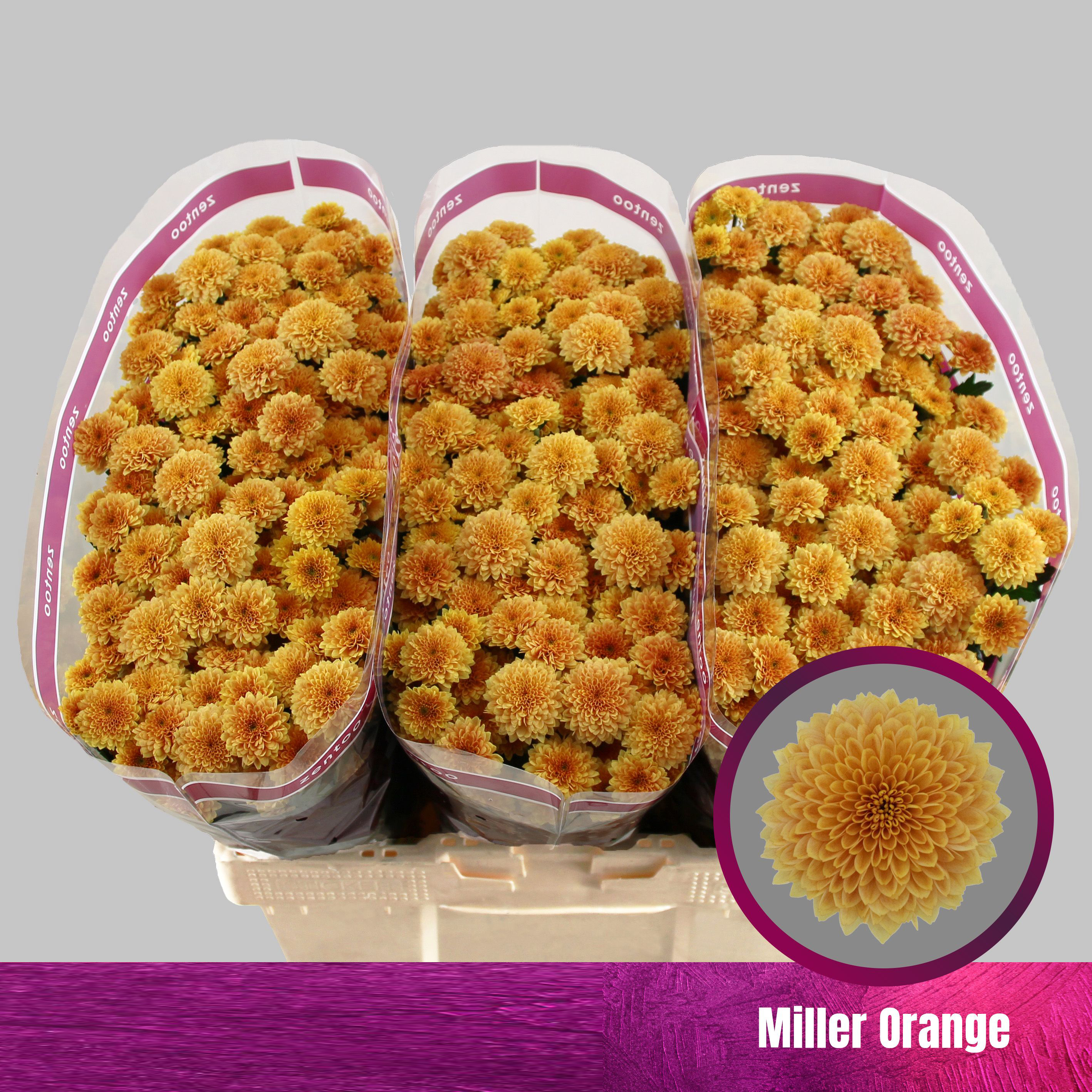 Crisantemo Miller Orange