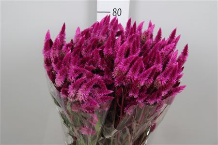 Ramo de Celosia Pink