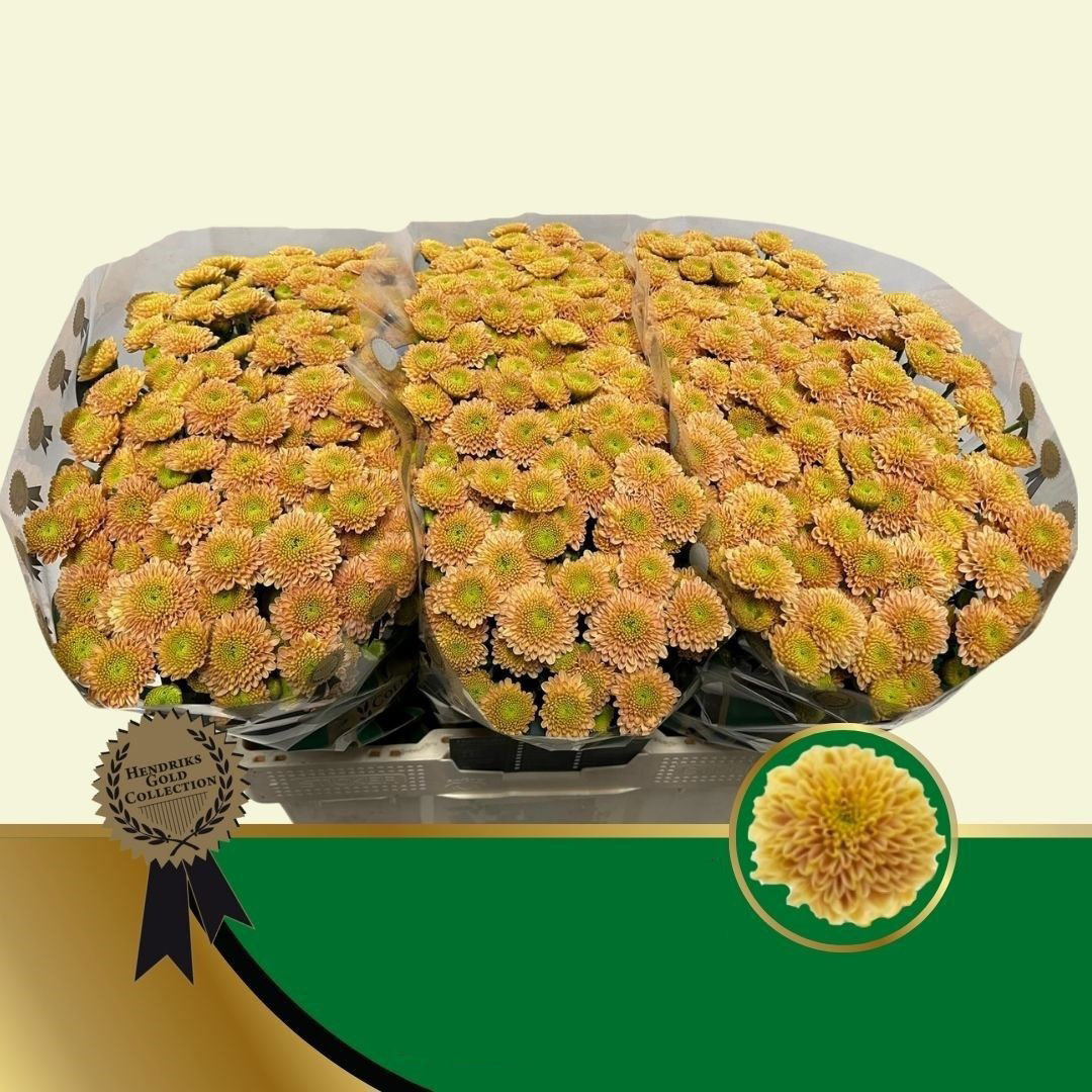 Crisantemo Anastasia Amarillo