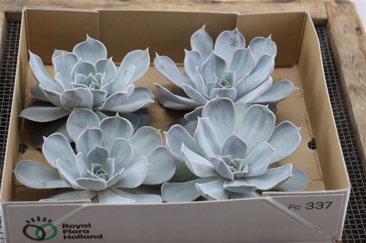 Suculentas Echeveria en caja