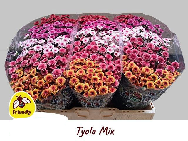 Flores Tyolo Mix