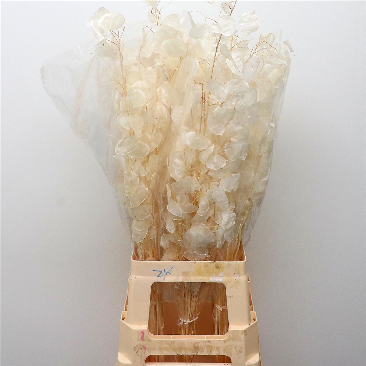 Ramas de Lunaria seca