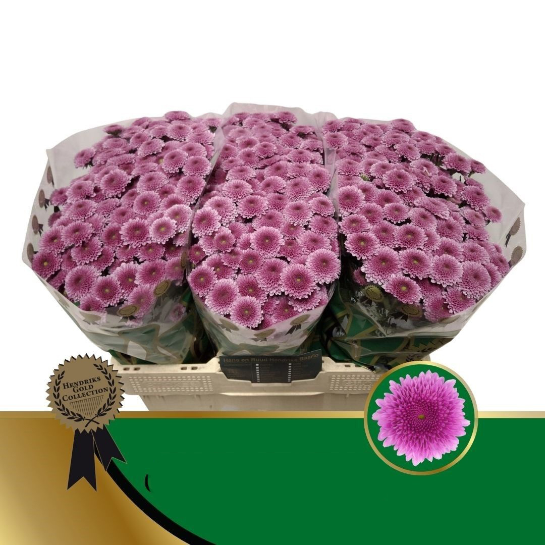 Crisantemo Morado en Ramo