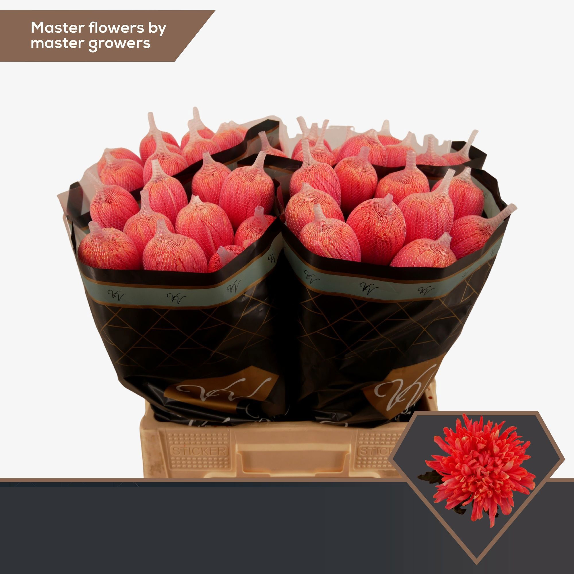 Anturios Rojos Premium
