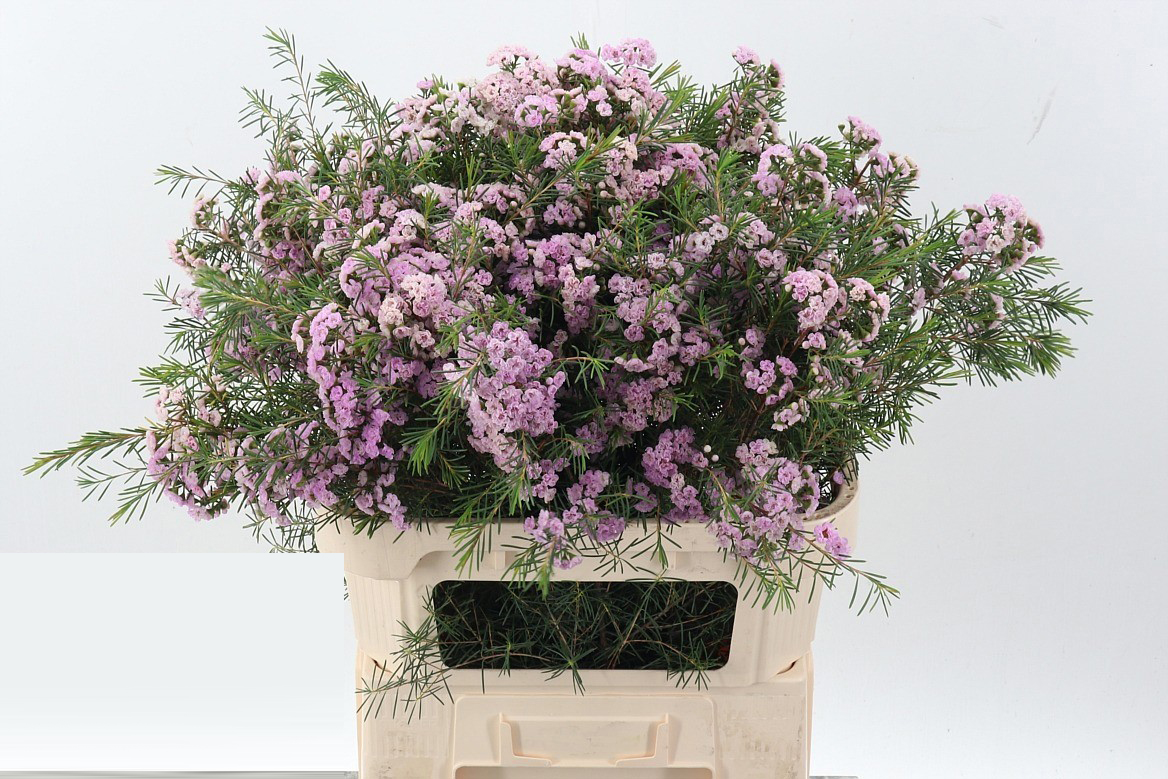 Flores de Wax Pink