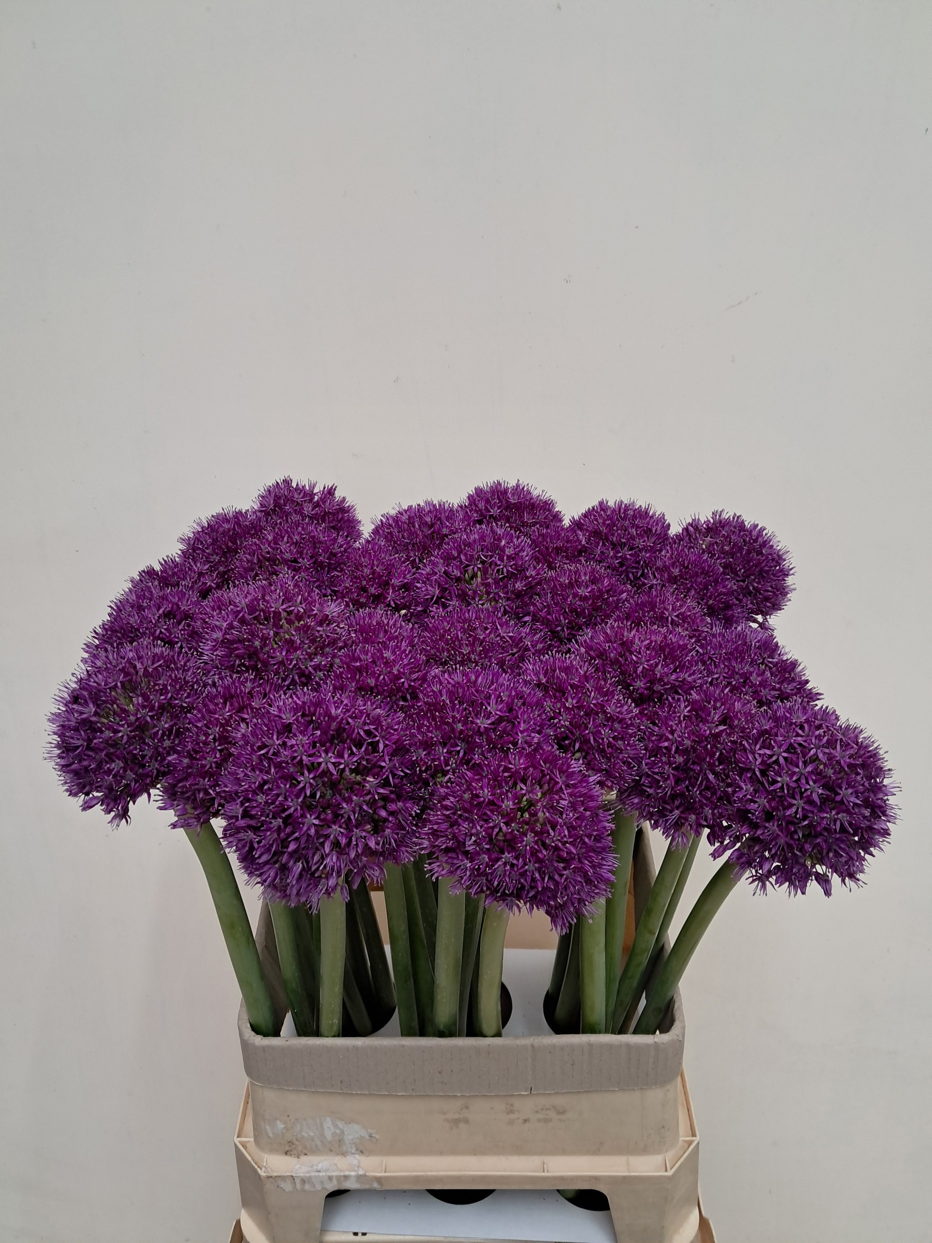 Allium Giganteum Morado