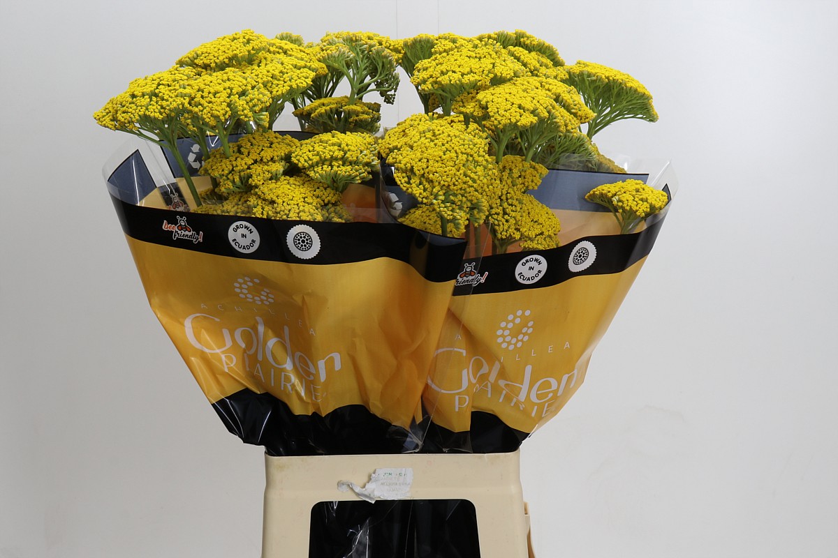 Ramo de flores Achillea amarilla