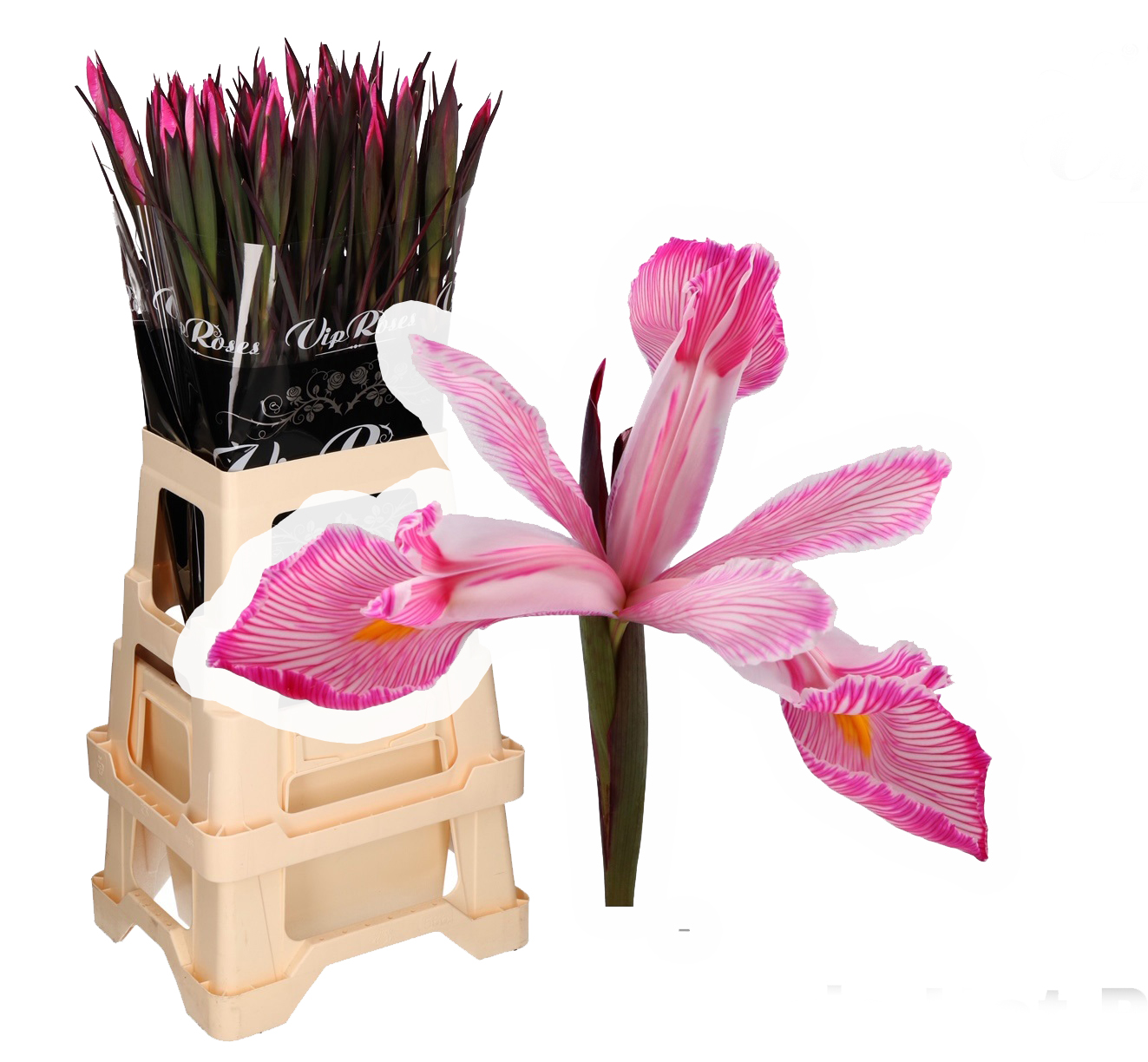 Iris Rosa Fresco