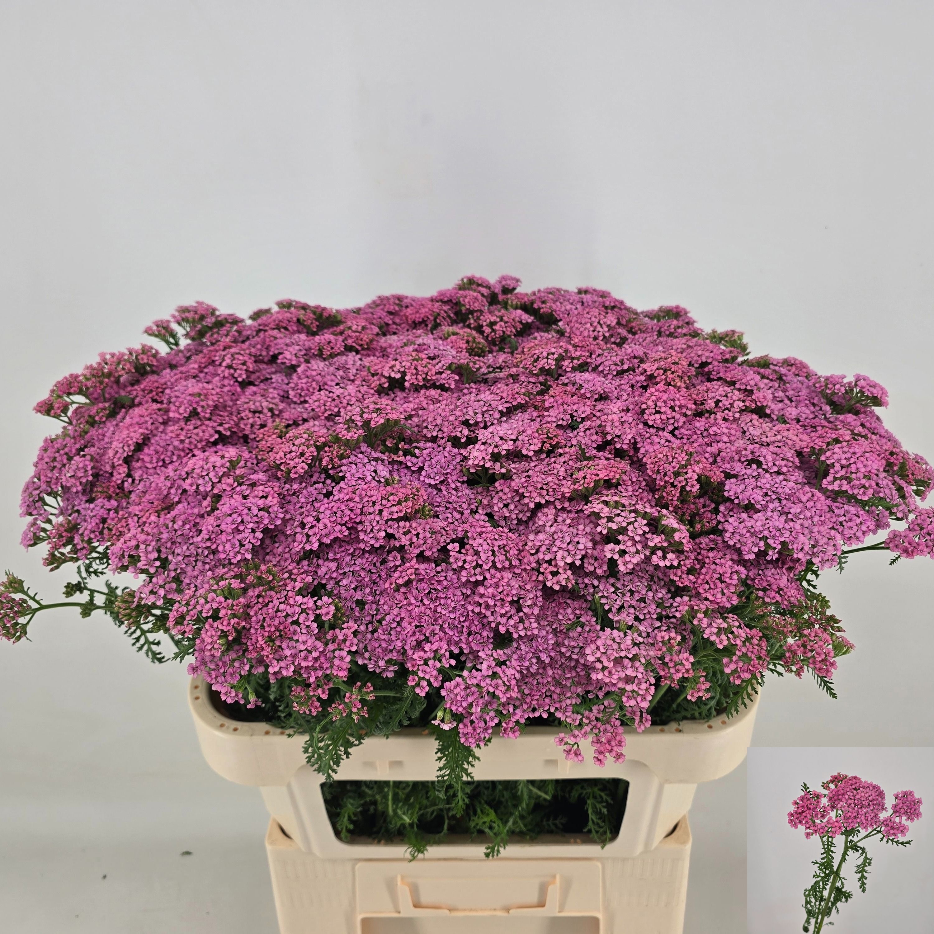 Achillea Millefolium Rosa en Maceta