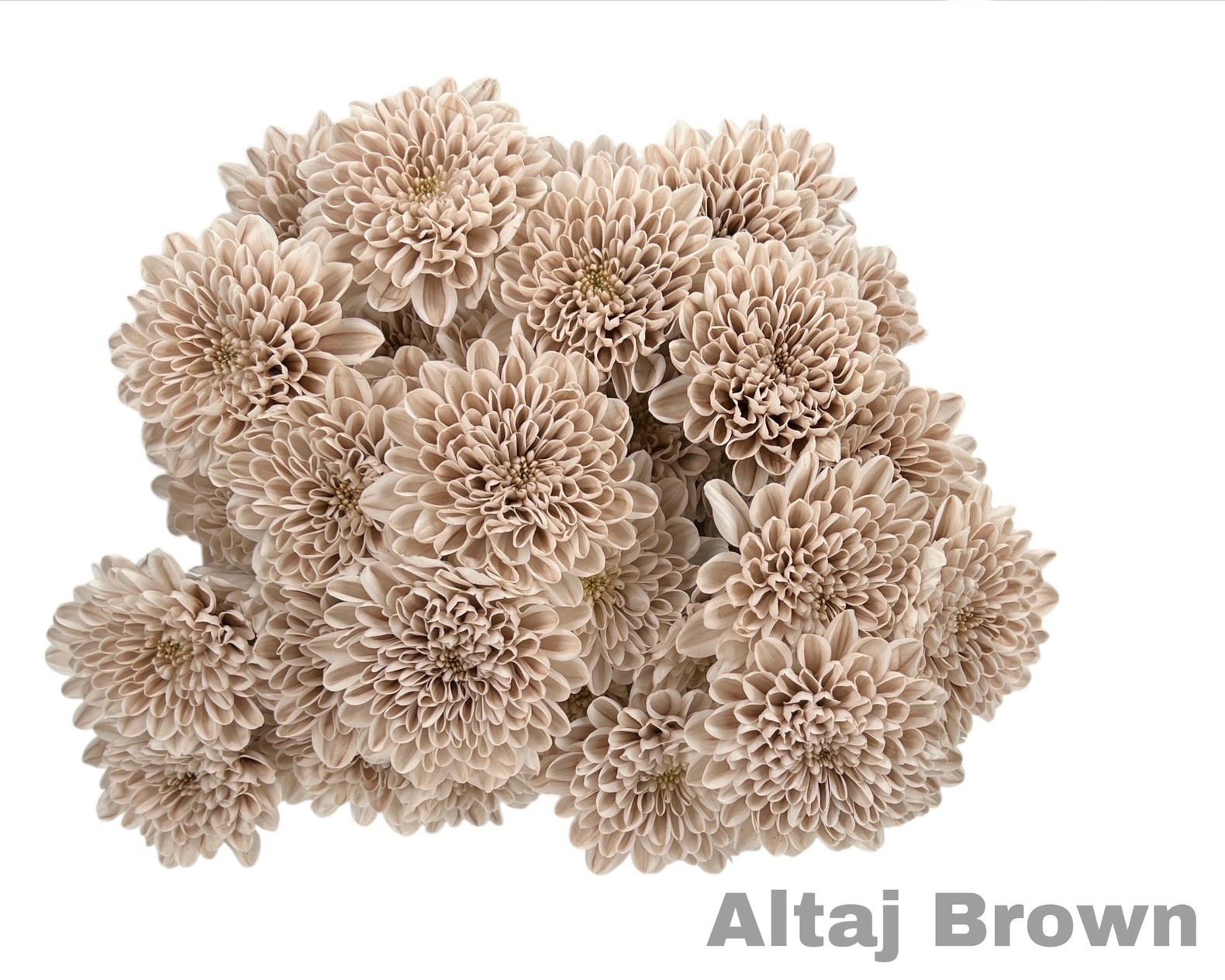 Ramo de Crisantemos Altaj Brown