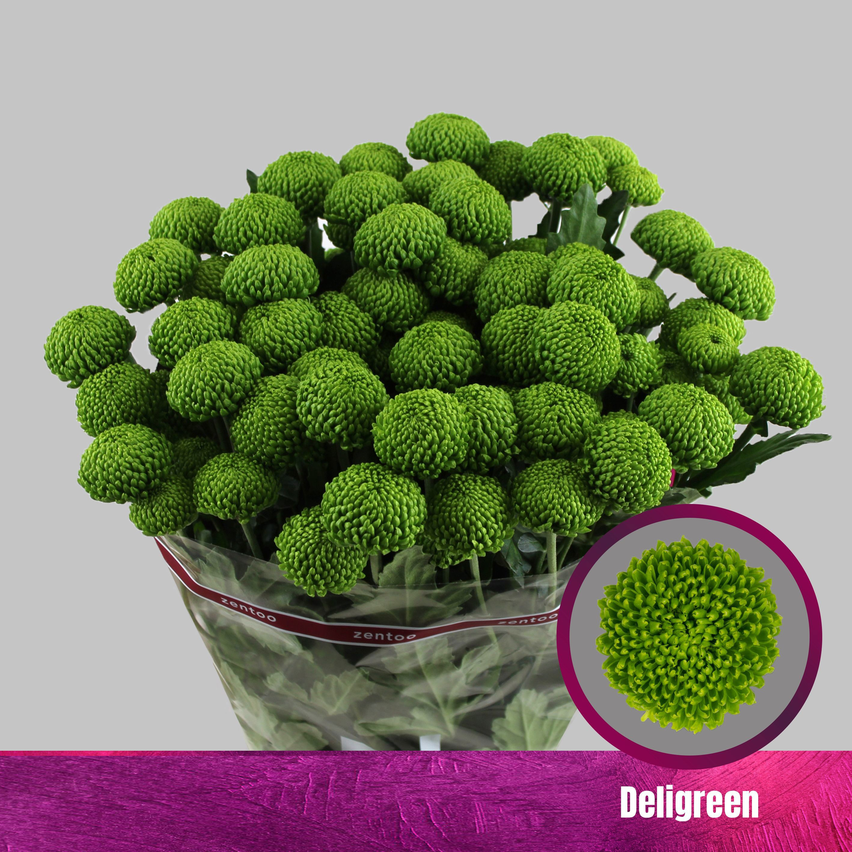 Crisantemo Bola Verde