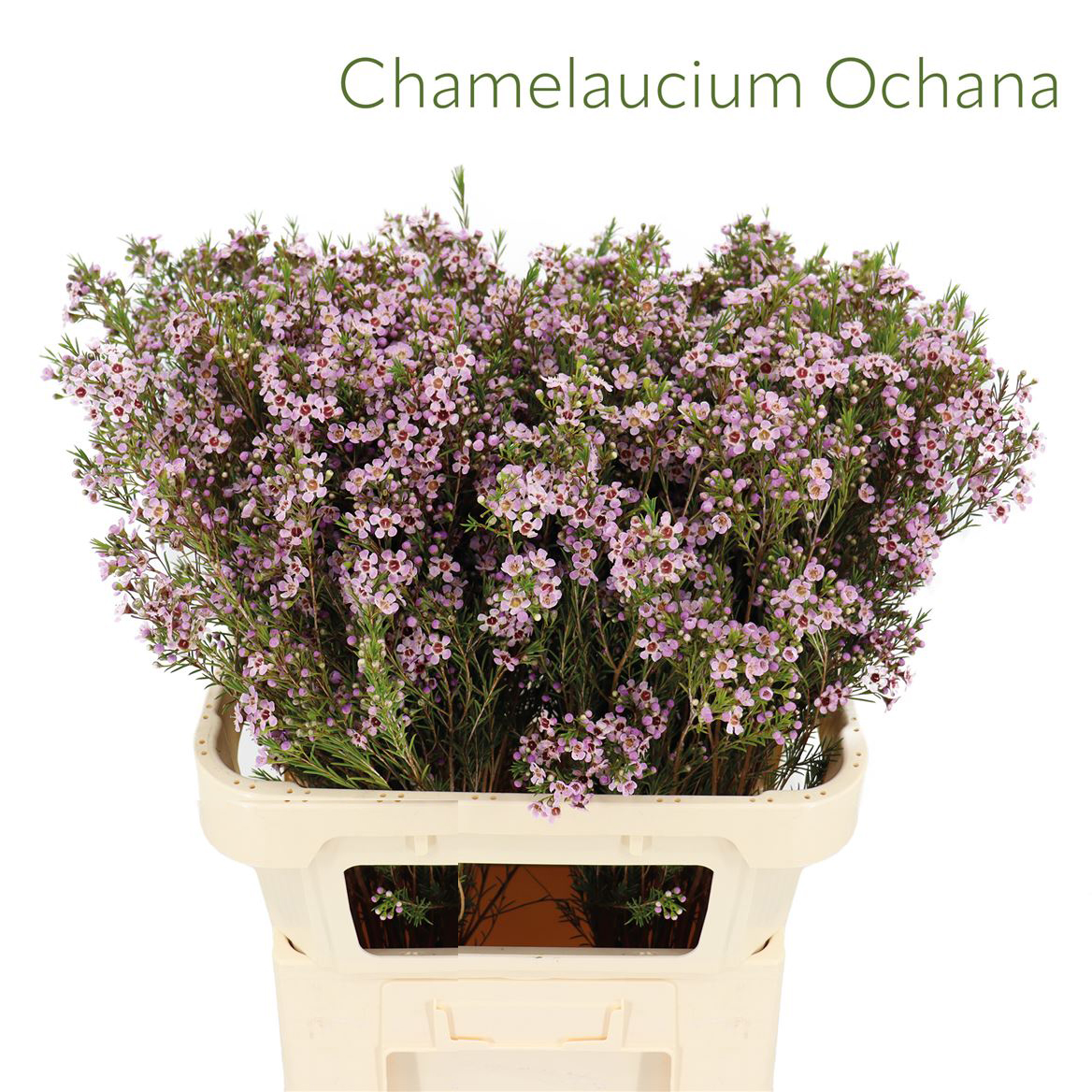 Chamelaucium Ochana