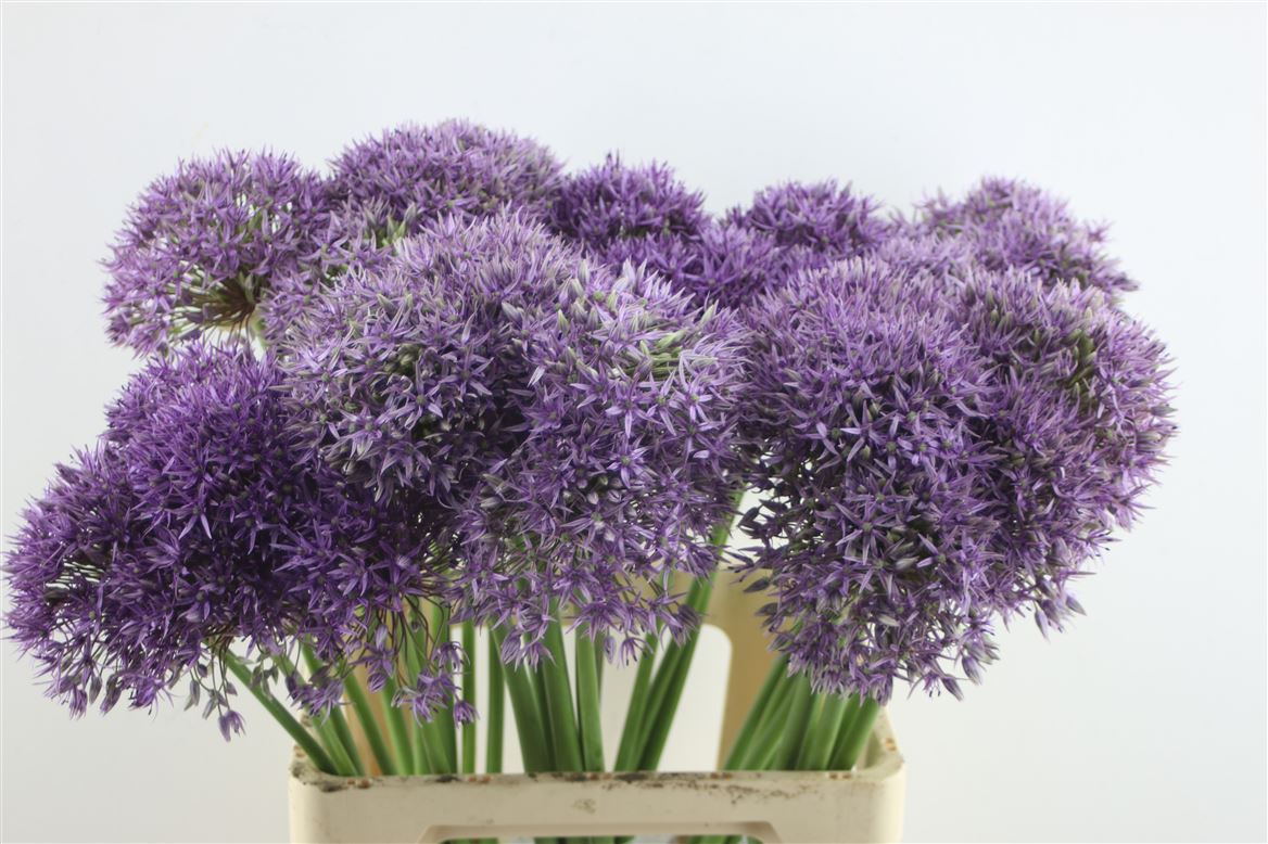 Allium Giganteum