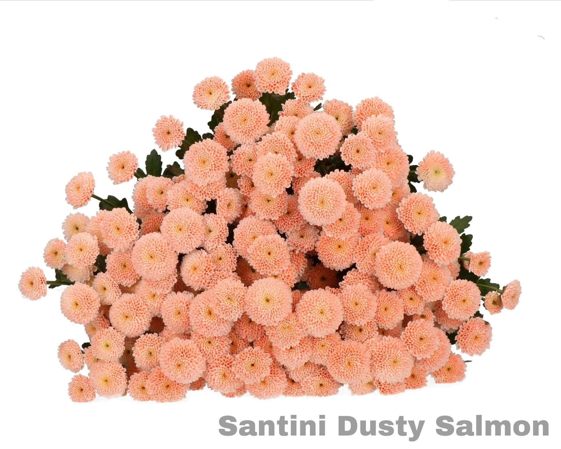 Santini Dusty Salmon