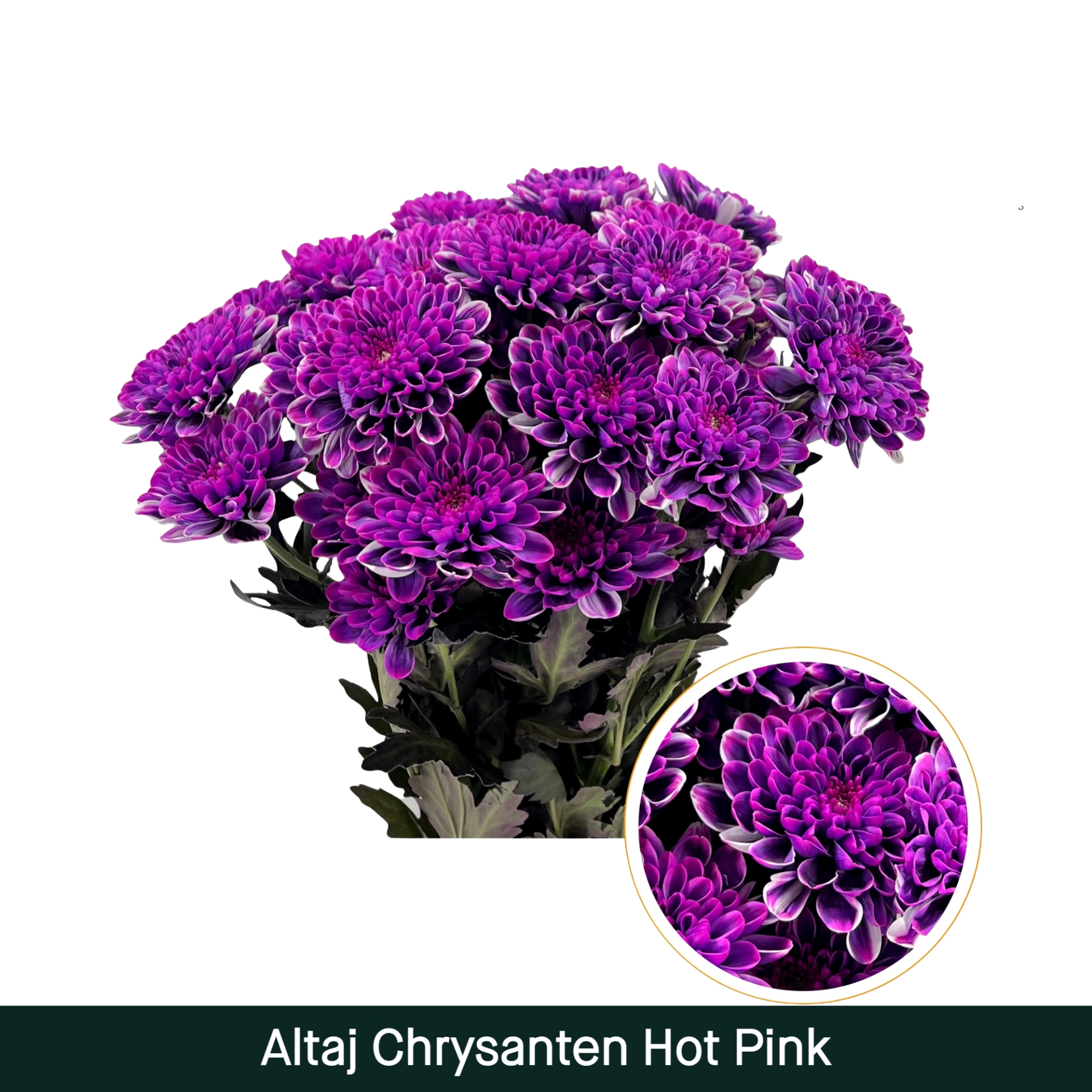 Crisantemo Altaj Hot Pink