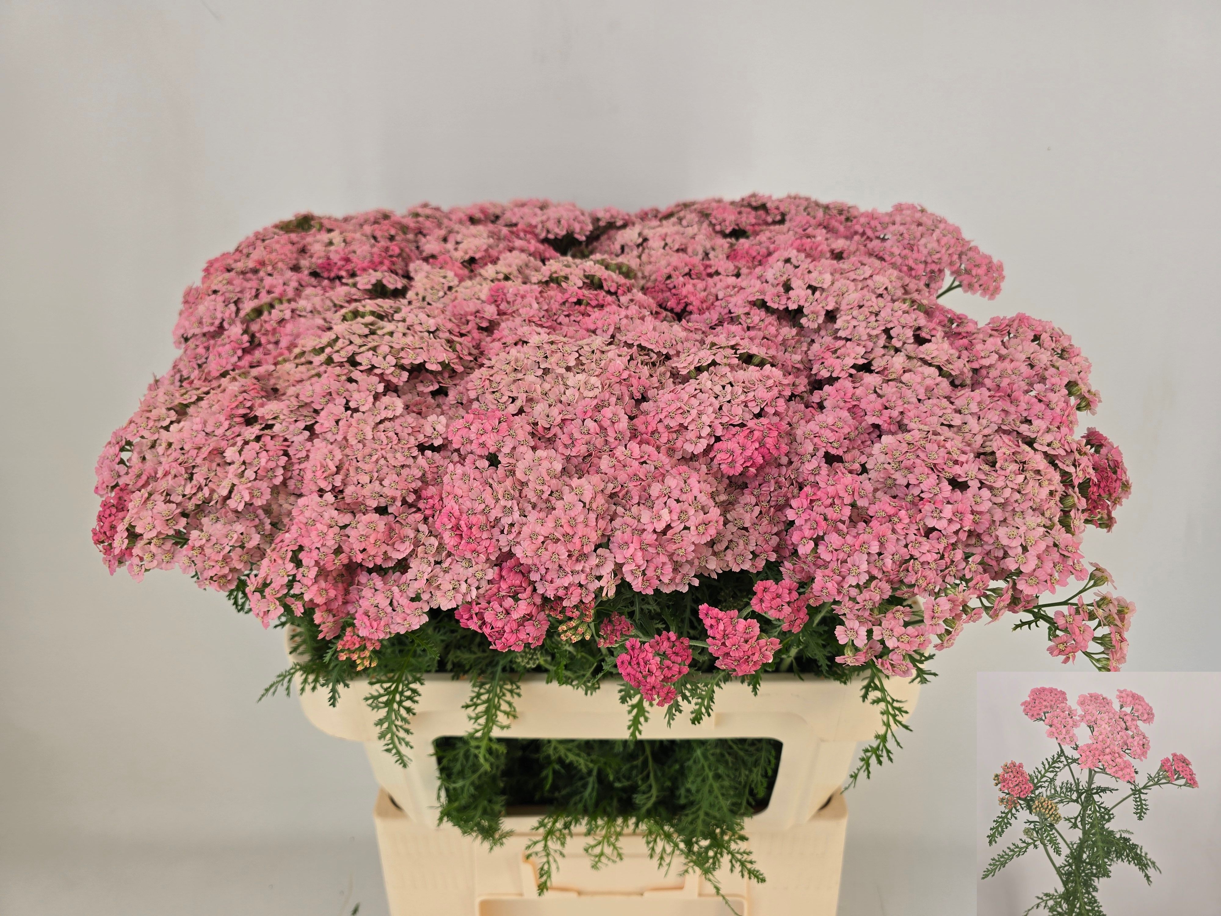 Achillea rosa fresca